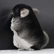 black velvet chinchilla pictures photos photographs images